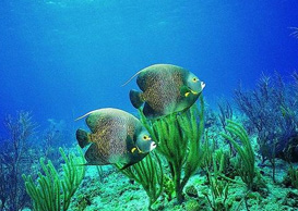 環(huán)境影響評(píng)價(jià)、排污許可證、應(yīng)急預(yù)案